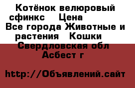 Котёнок велюровый сфинкс. › Цена ­ 15 000 - Все города Животные и растения » Кошки   . Свердловская обл.,Асбест г.